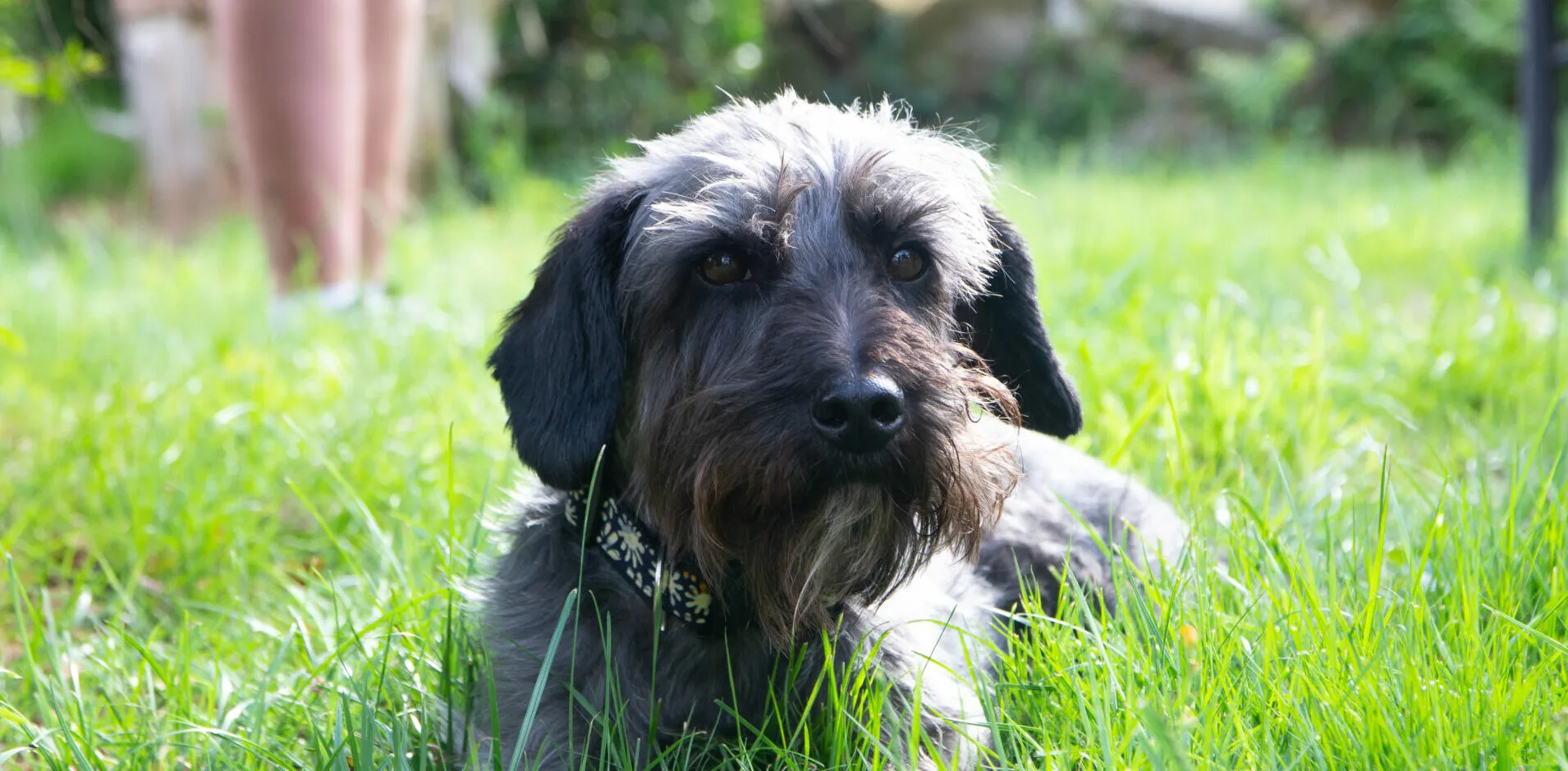 Un perro gris de pelo áspero tumbado sobre hierba muy verde mirando a la cámara