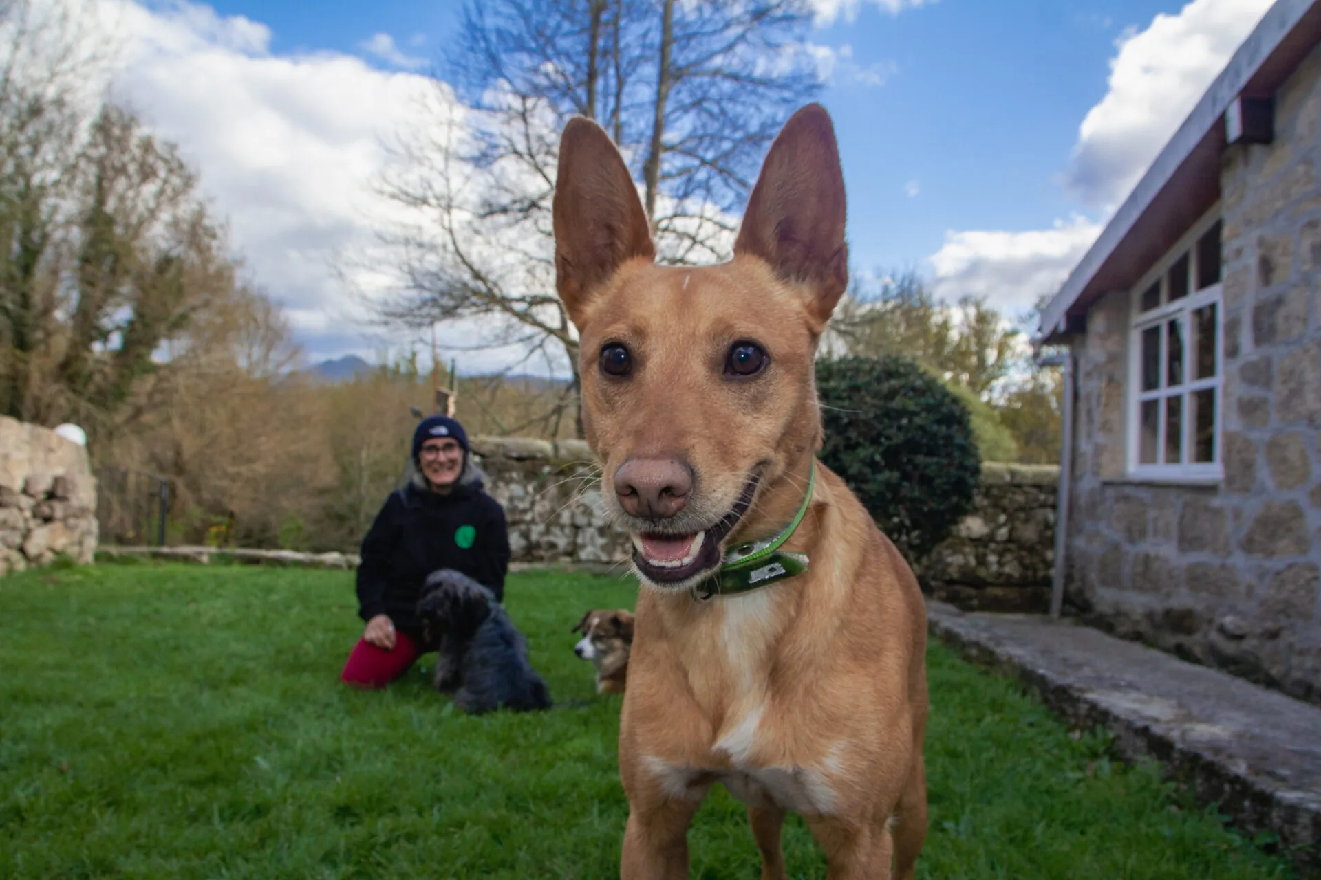 A tan dog with tall pointed ears grinning at the camera on the lawn in front of the stone house, with Se and two more dogs behind