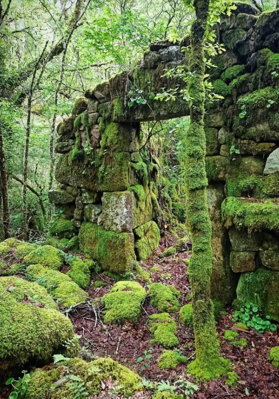 Mossy stone walls of a ruined watermill in the oak woods near Anceu