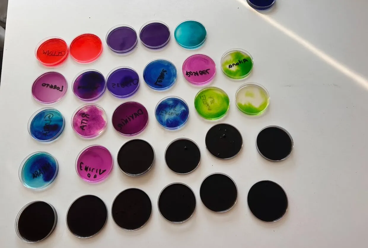 Filas de placas de Petri llenas de pigmentos rosas, morados, azules y verdes intensos, cada una etiquetada a mano con un nombre