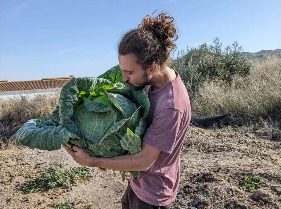 Hombre con el pelo rizado recogido cargando en brazos un repollo enorme en un campo seco