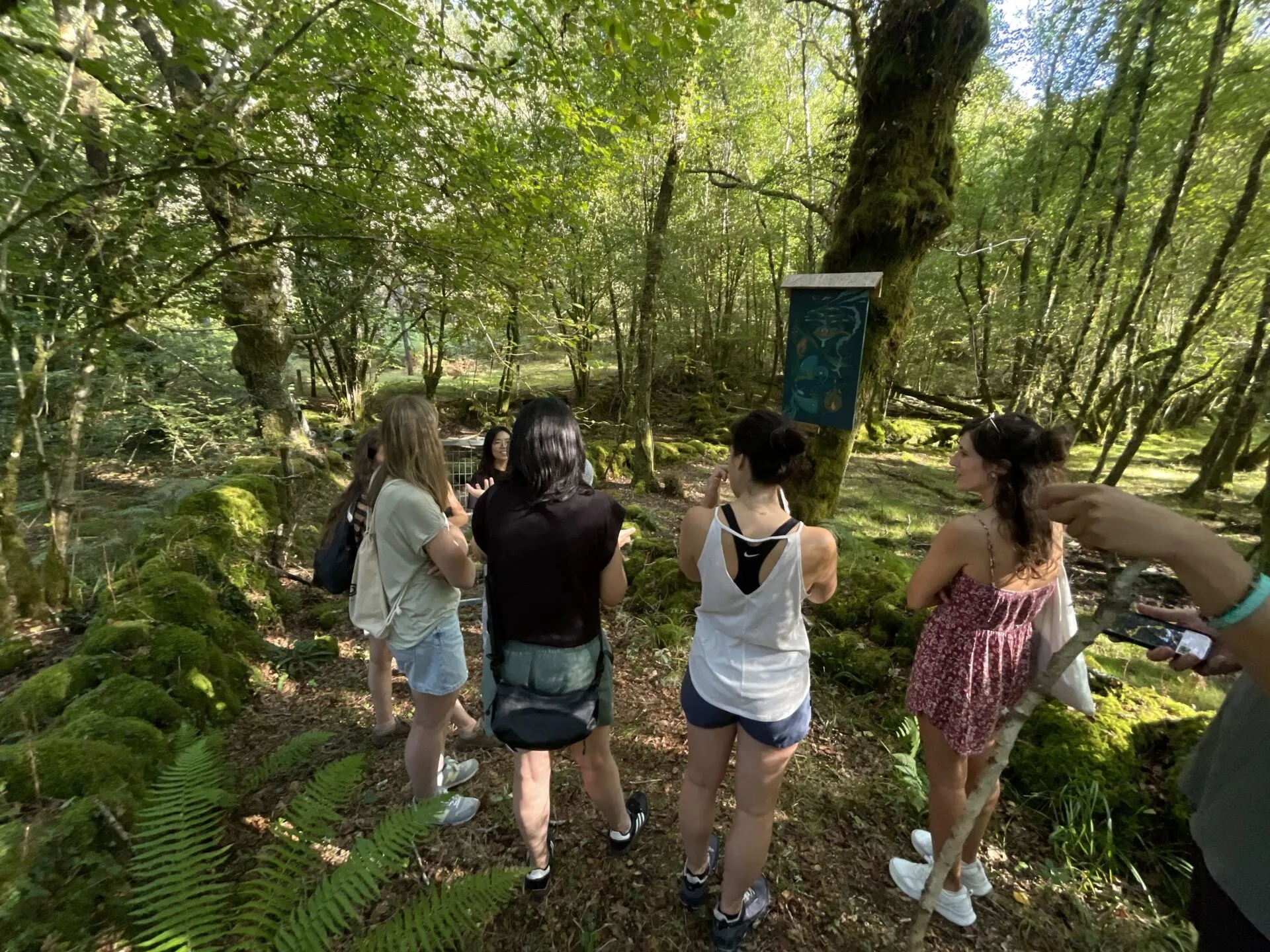 Five people in summer clothes in a mossy oak wood, gathered around a painted interpretation panel fixed to a tree
