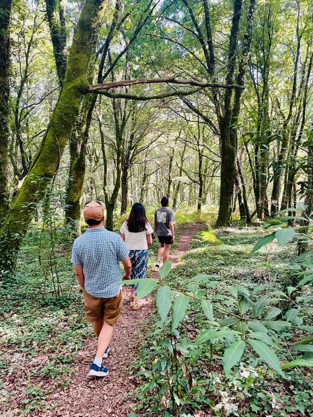 Tres persoas camiñando por unha corredoira estreita de terra nun bosque autóctono cuberto de musgo