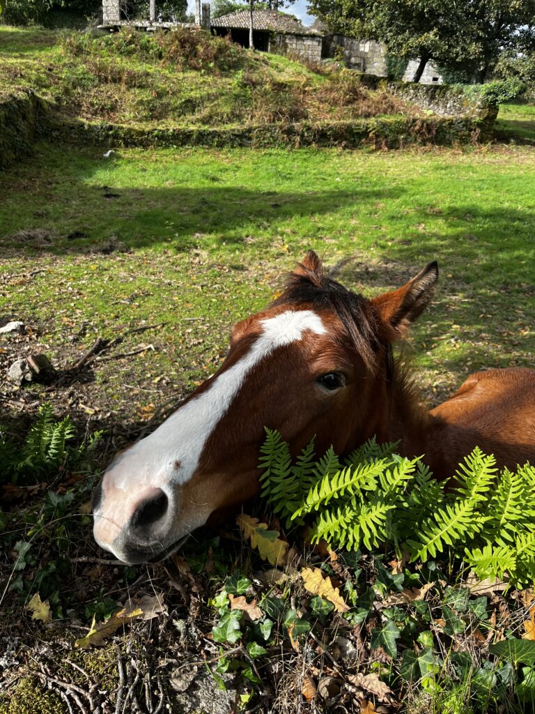 A horse resting among ferns in the Galician countryside surrounding Anceu Coliving village